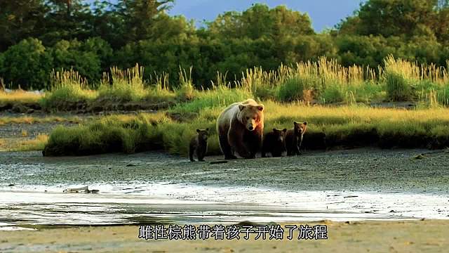棕熊带三个崽去吃鲑鱼