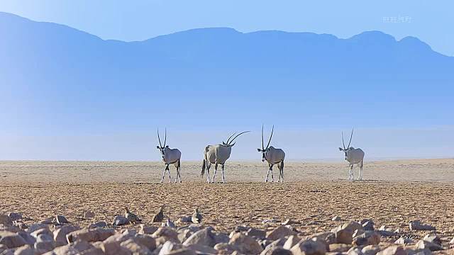 纳米布沙漠寻找水源的专家