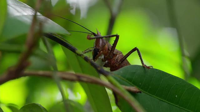 丛林捉迷藏，变色龙蜥蜴与昆虫的对决