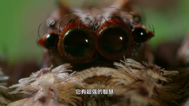 南美洲的丛林杀手，孔蛛如何运用视力和智力猎杀猎物