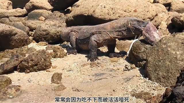 野生动物零距离