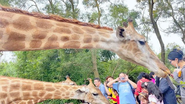超享受！感受投喂长颈鹿带来的欢乐