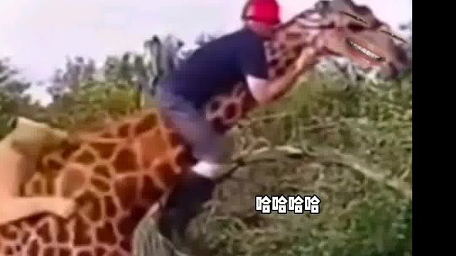 569. 长颈鹿 -我真的会栓q了