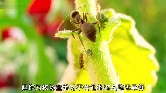给蚜虫挠痒痒，竟然能吃到蜜~~