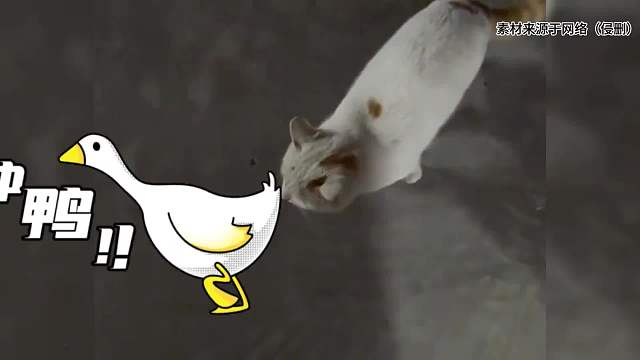 盘点那些饱经风霜的动物，遇到了属于它心软的神，这一刻生命有了意义