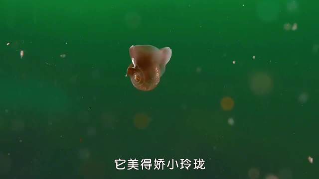 美丽的外表下藏着的未必是善良