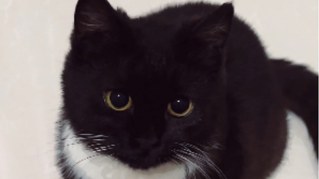 谁家的小猫这么可爱呀？哎呀是我哒