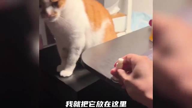 34. 这猫有反骨，建议保持安全距离