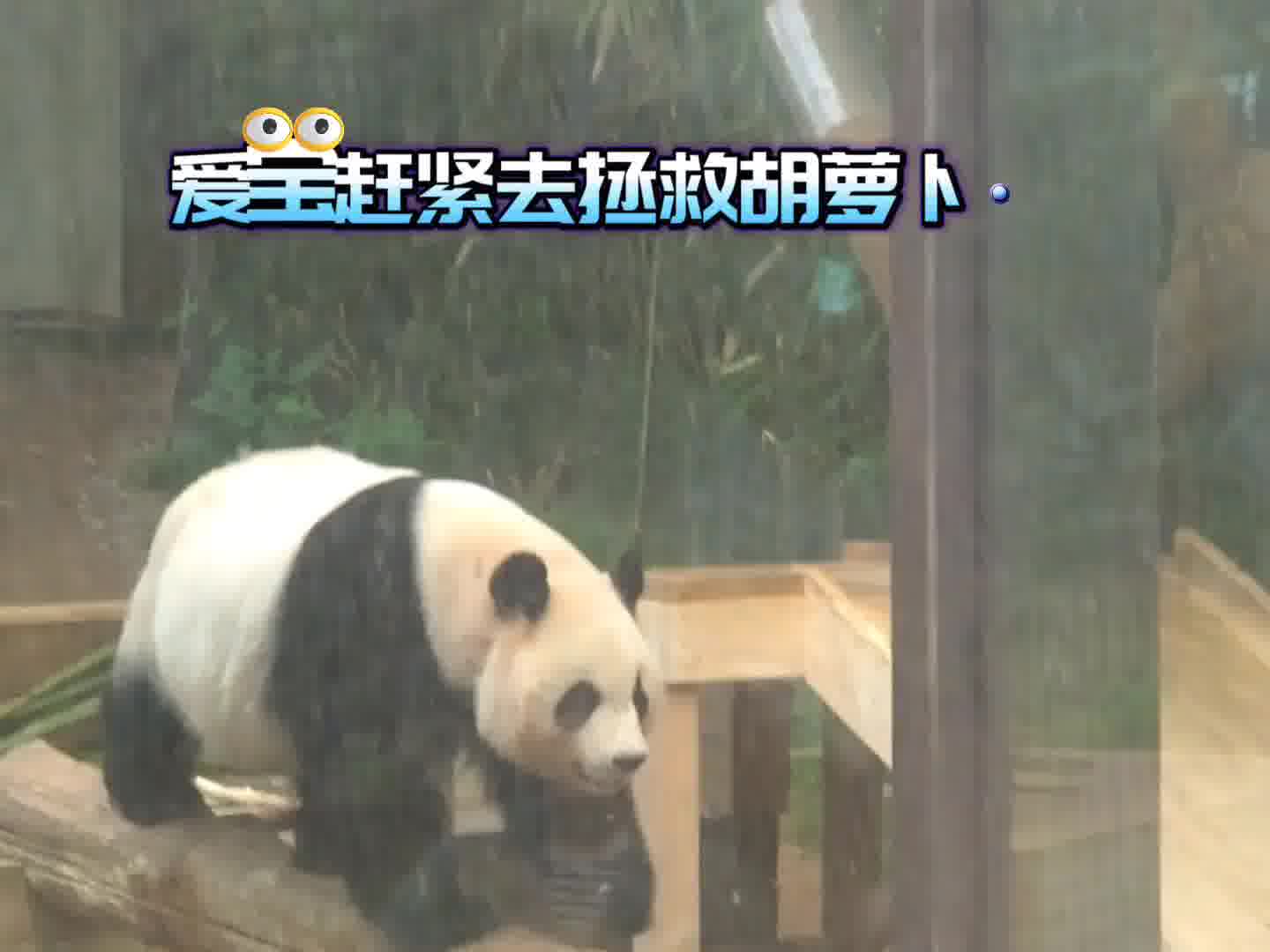 爱宝:还好发现及时，不然胡萝卜不保啊~