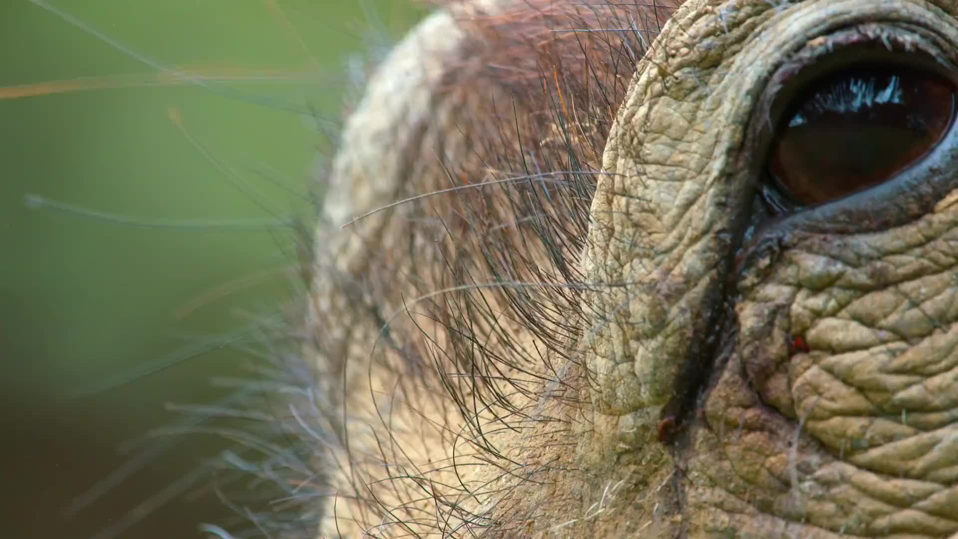 疣猪与狐獴之间的互惠互利