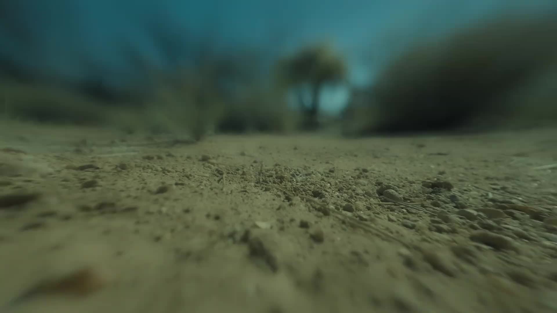 走鹃爸爸独自喂养三只幼鸟，辛勤捕猎还要保证幼鸟安全