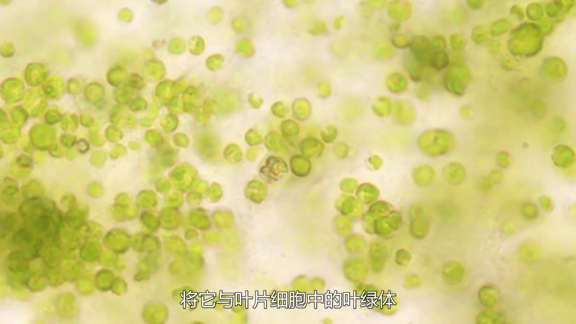 神奇的人造树叶，产氧效率是普通树叶的1.5倍，还不会枯萎