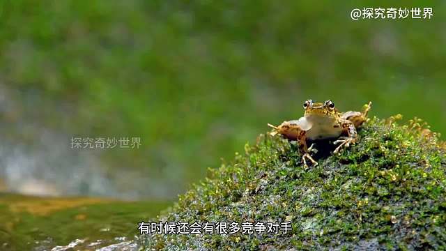 有人脱单看实力，有人脱单靠魅力，而湍蛙脱单却靠“劲歌热舞”