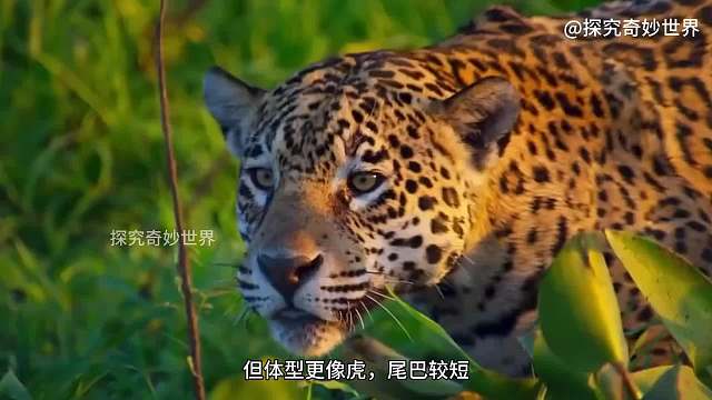 美洲豹捕杀凯门鳄，强大的咬合力一招毙命，鳄鱼毫无还击之力，不愧是最强三大猫之一