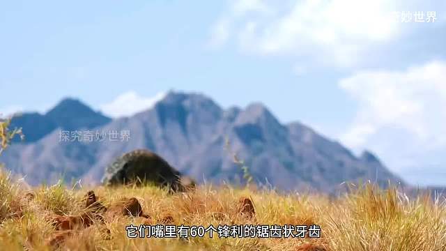 藏在后院的巨型宠物——科莫多巨蜥，一个食量惊人的凶猛野兽