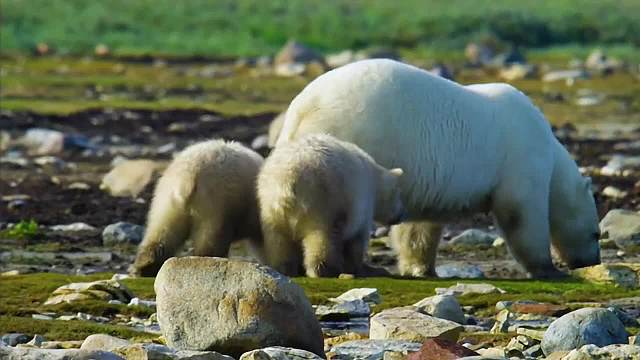 北极熊幼崽仗势欺熊
