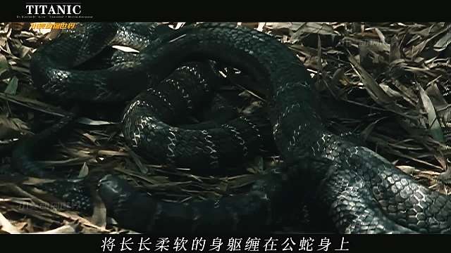 蛇的恋爱季节，不一样的行为