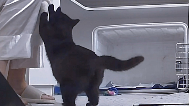 我带回来的小猫当然跟我天下第一好！！！