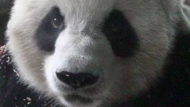 奶爸，我已经使劲捂了，可它怎么还在掉