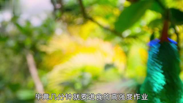 蜂蜜最强的能力就是：戳死你