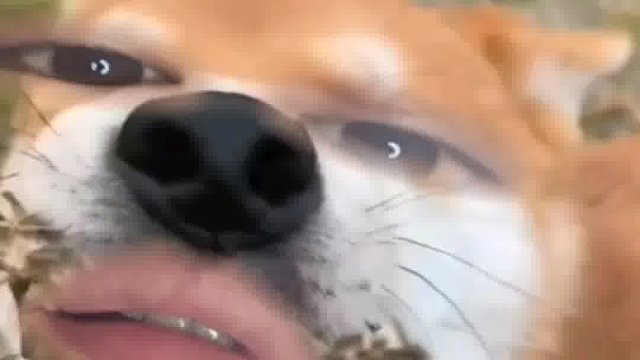 590. 狗子 -我也是服了