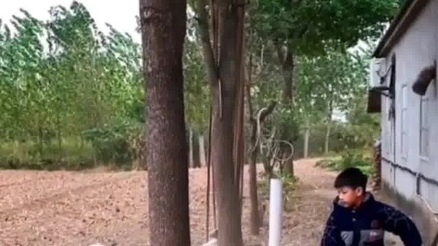 593. 狗子 -我也是服了