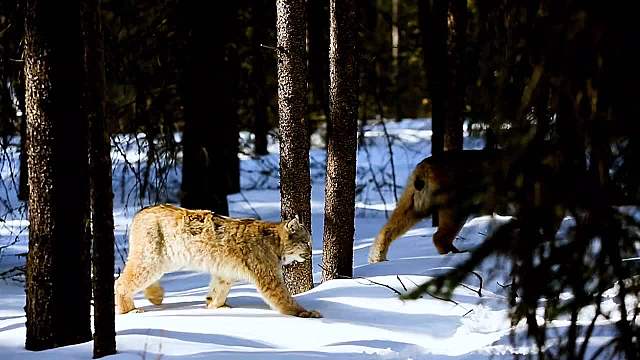 动物的冬眠不是必须的，只是一种选择