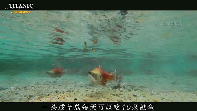 动物世界里生命的轮回