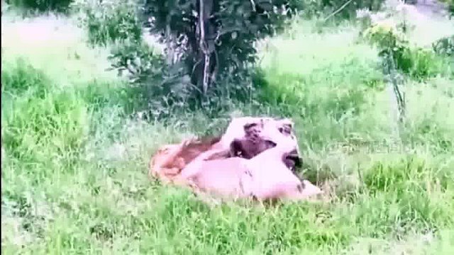 鬣狗害怕的动物