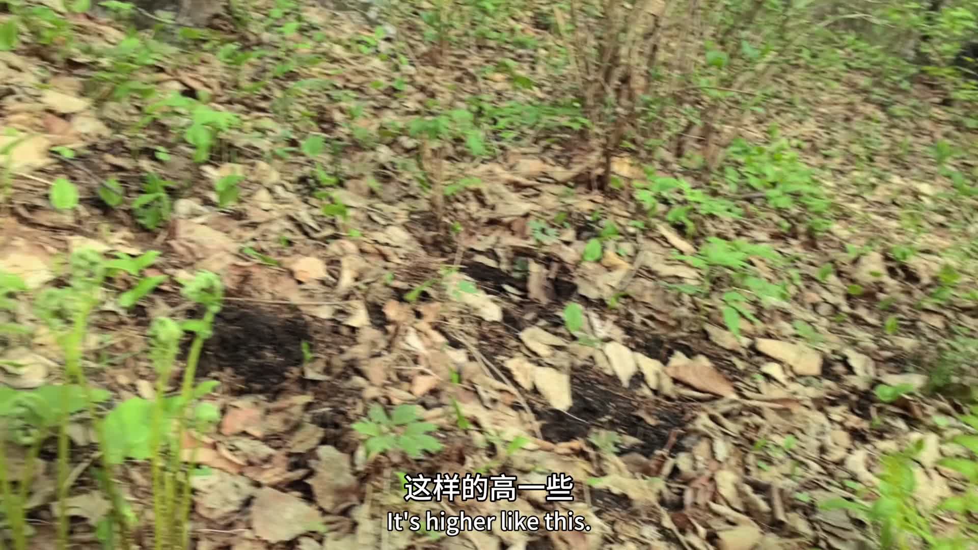 采野菜大山里的风景