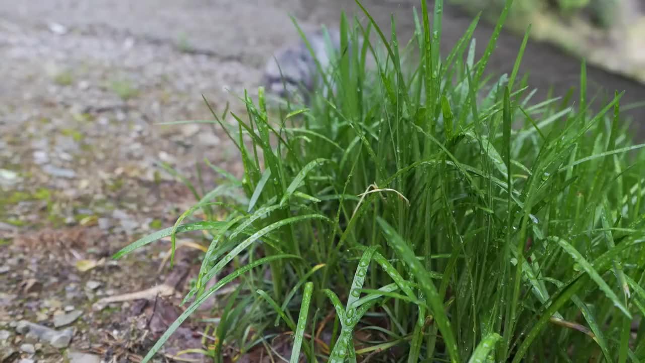 精致露营（肆）
 #露营 #萌宠 #助眠 #户外露营 #上热门