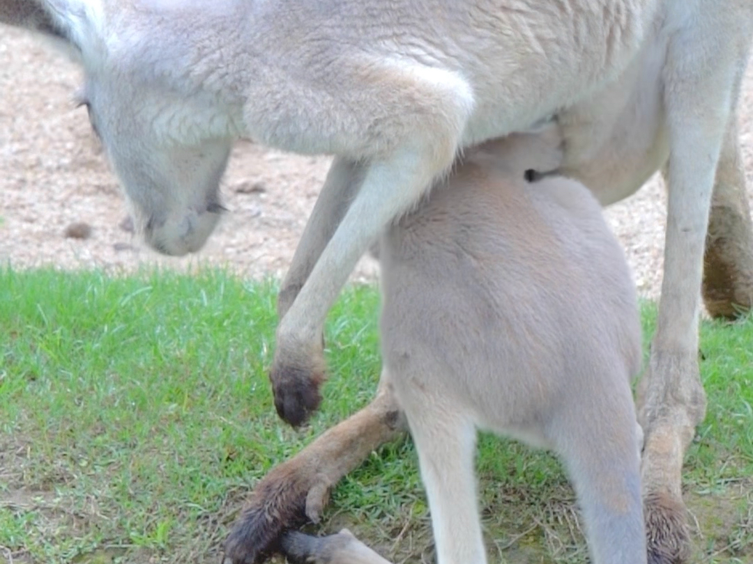 虽然已经不小了，但是还是想钻妈妈袋子里！