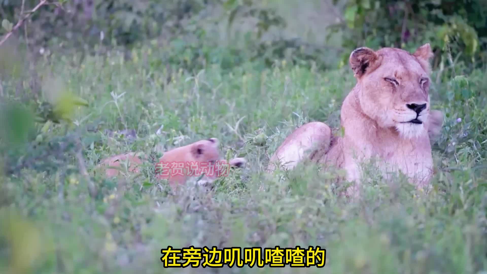 母狮咆哮呼唤雄狮过来捕猎猎豹，雄狮耽误时间，错失良机