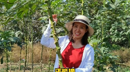 秋葵采收期特别长，长成大树一样还在采摘