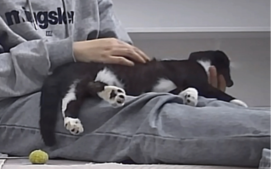 我和豆包是双向奔赴！