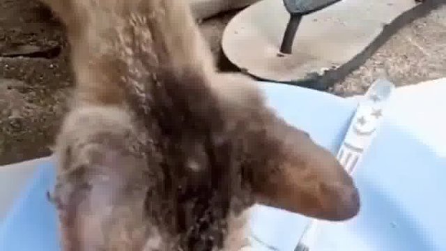 随着撅撅的消失，铲屎的喝咖啡的次数也越来越多了