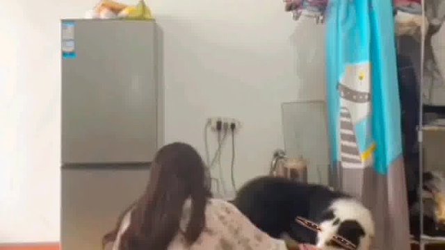 598. 狗子 -我都蒙圈了