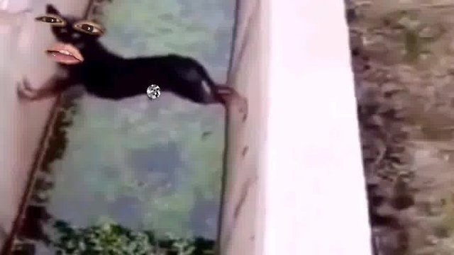 600. 狗子 -还想嘲笑我哼