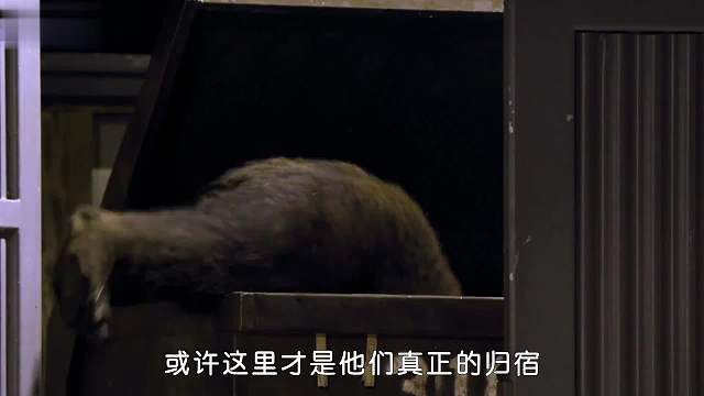 还是城里生活好啊，想吃啥吃啥