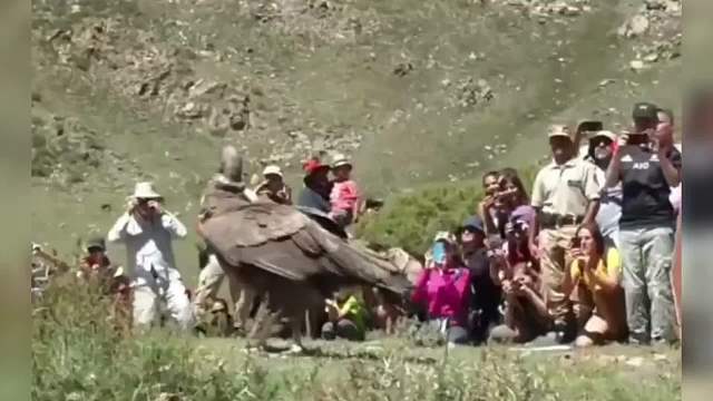 这些东西比你想象中大得多，原来杨过的大雕是真实存在的！