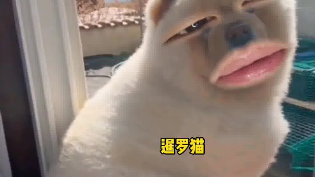 607. 狗子 -真的栓Q了