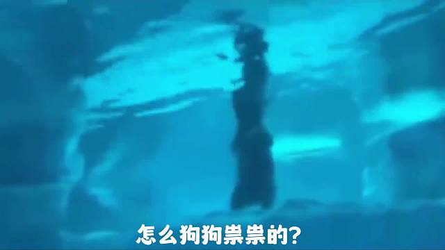 这些动物在水中的动作太搞笑了，没想到扇贝是这样游泳的！