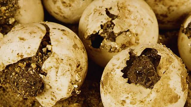 水里高超的钓鱼佬，大鳄龟