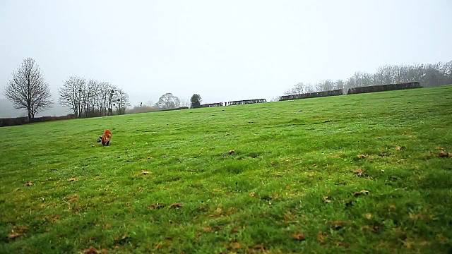 赤狐独自抚养幼崽，传授技能