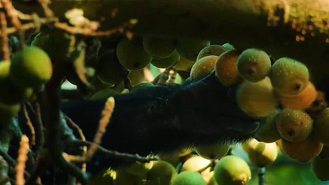 黑猩猩，人类的多毛堂兄弟