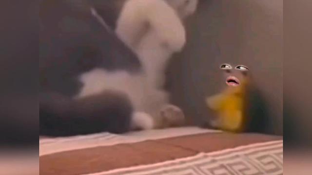 194. 猫猫 -别看我胖，但我手快呀