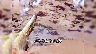 鳄鱼霸占沙漠中的唯一水源，趁机猎杀来喝水的