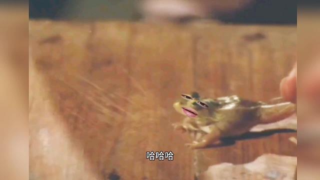 199. 青蛙 -我也没想到