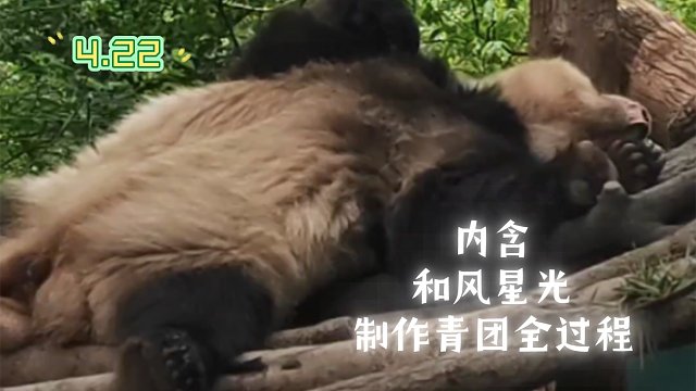 4.22上海动物园一日游面基和风星光