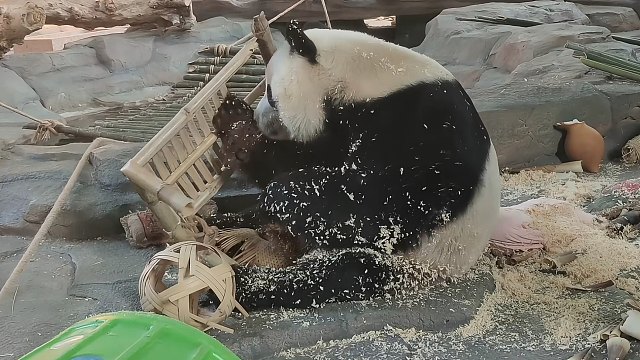 别拆了，家具已经快被你拆完了#大熊猫